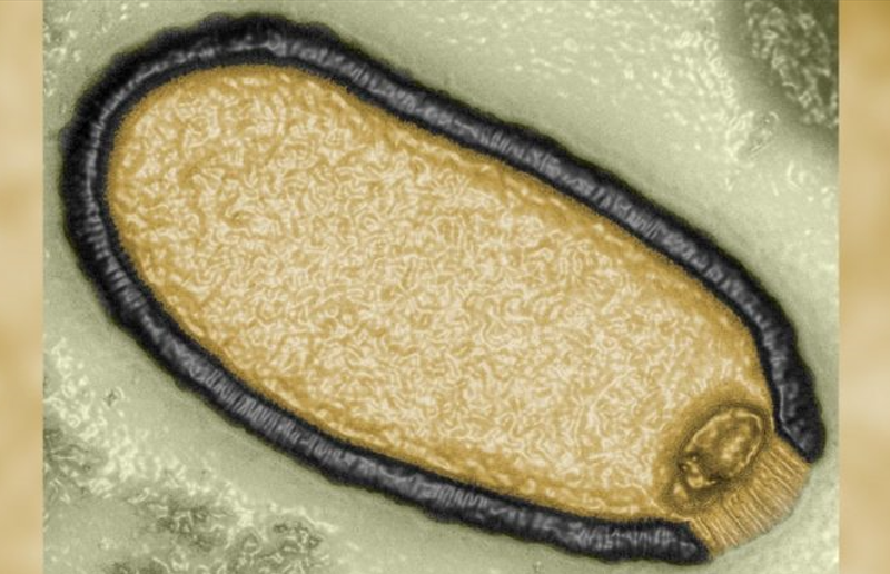 Вчені попереджають про можливу пандемію через арктичні зомбі-віруси, знайдені в Сибіру