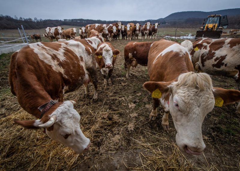 Україна Закриває Кордони для Товарів з Угорщини через Спалах Ящуру