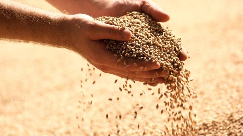 ЄС відновлює квоти на українську агропродукцію з червня 2025 року
