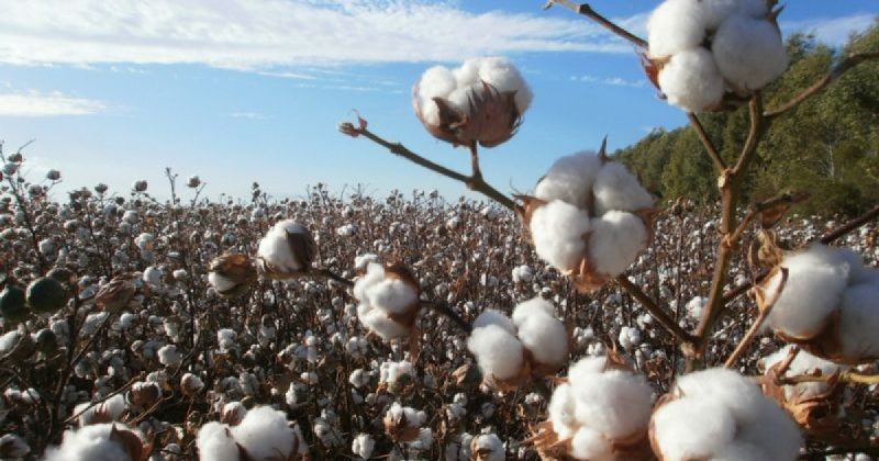 Бавовник в Україні, як на Одещині вирощують стратегічну культуру