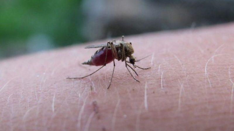 У Рівному зафіксовано випадок тропічної малярії після поїздки в Індію