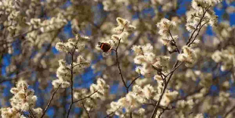 Тепла погода з дощами очікується в Україні 1 квітня